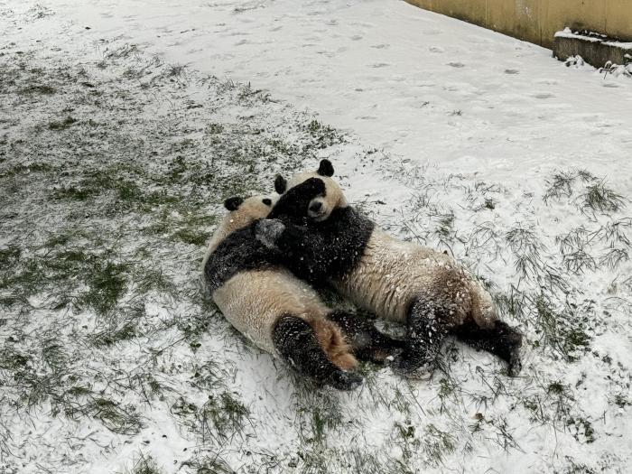 憨態可掬 西安大熊貓雪中“玩摔跤”