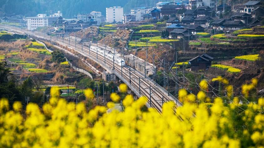 貴州油菜花開扮靚鄉村