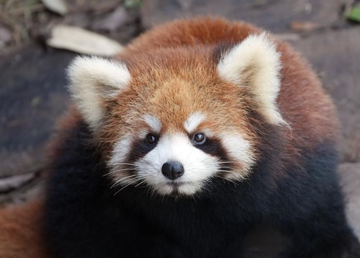 探秘云南普洱太陽河森林公園