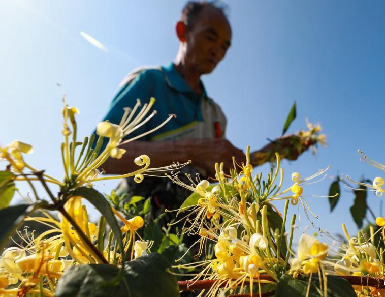 貴州綏陽金銀花開迎豐收