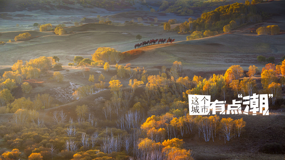 【這個城市有點潮】克什克騰：夢幻秋景“拍了拍”你，準備好進入金色童話了嗎？