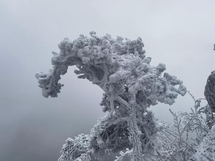 河南南陽老界嶺現(xiàn)霧凇景觀