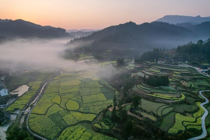 貴州鄉村油菜花綻放景色如畫