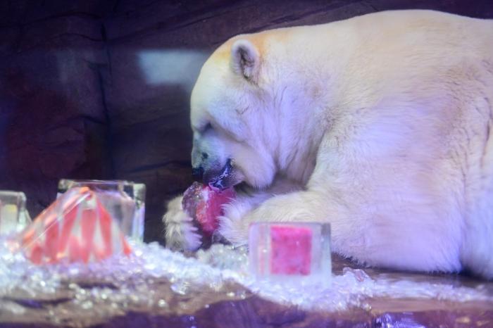 沈陽動物“花式”降溫萌態十足