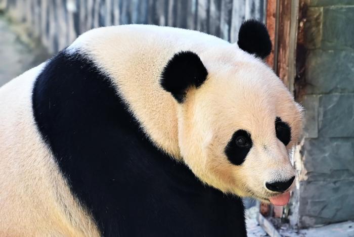 大熊貓“小禮物”在九寨溝原始生態區樂享家鄉生活